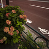 道路沿いの彩り