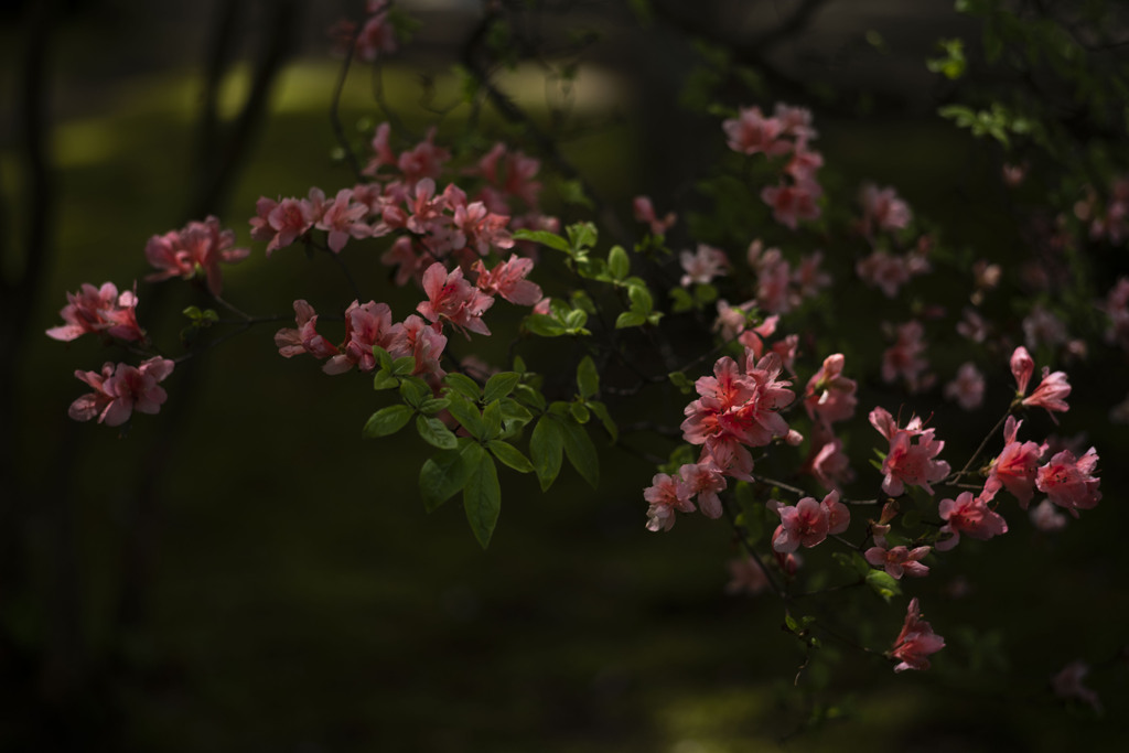 花残る