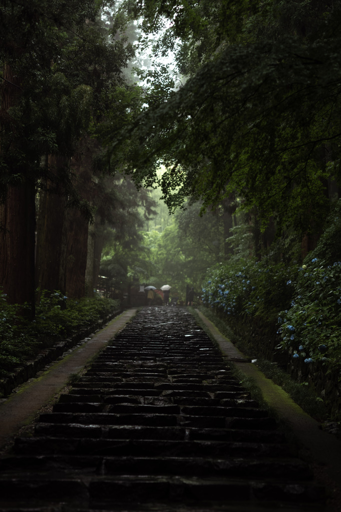 雨の杉参道