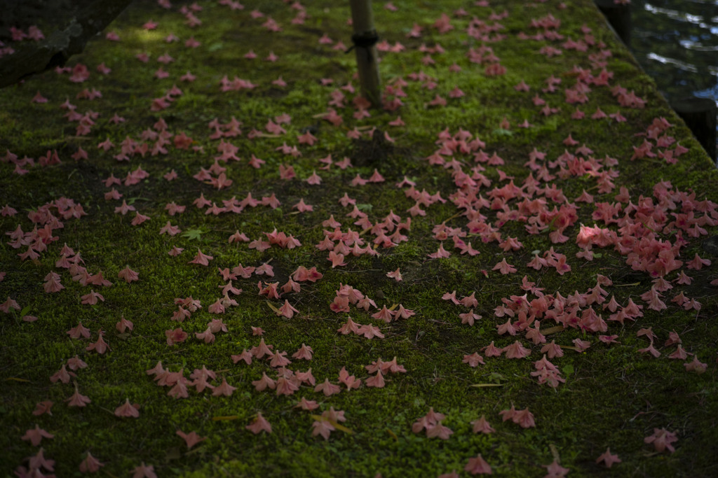 花落つ