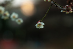 梅