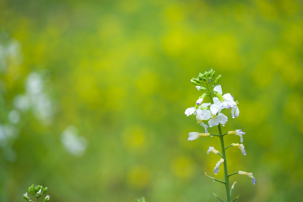 大根の花