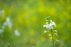 大根の花