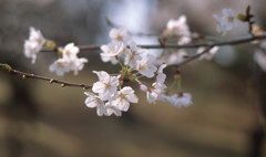 桜 (provia)