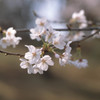 桜 (provia)