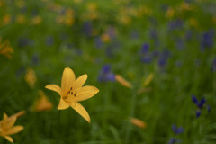 高原の花