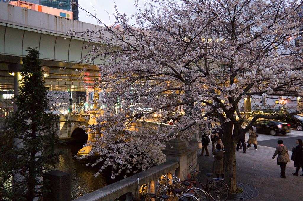 宵桜　日本橋