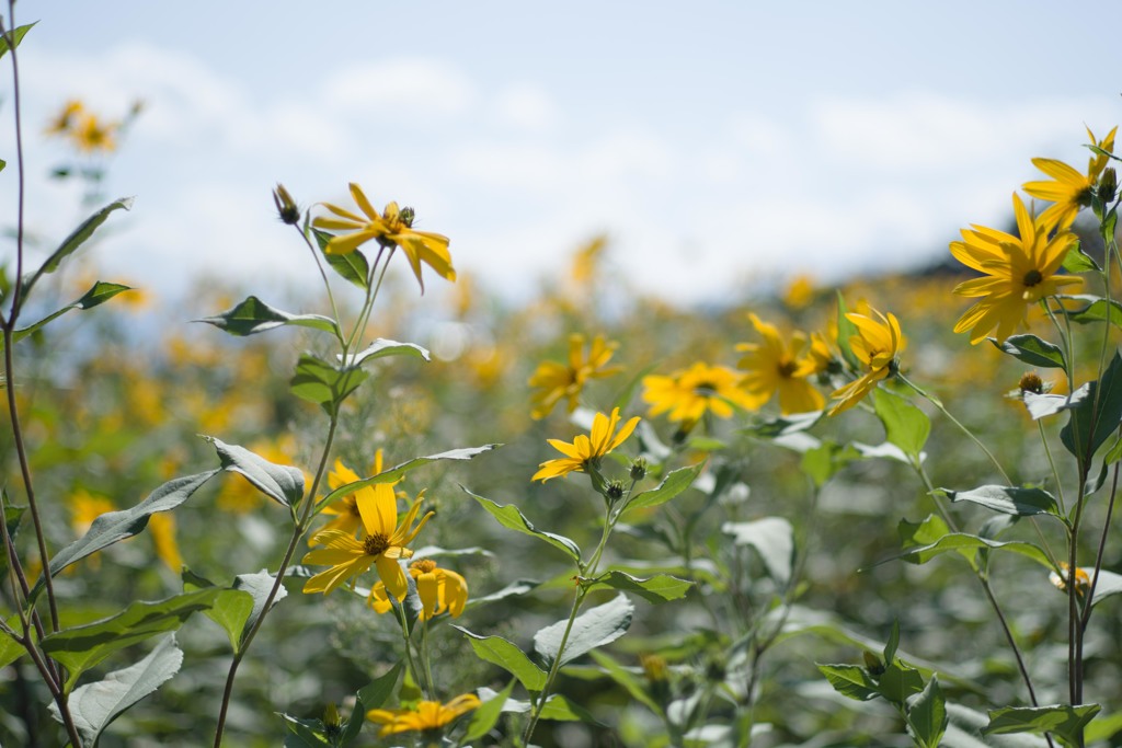 野の花
