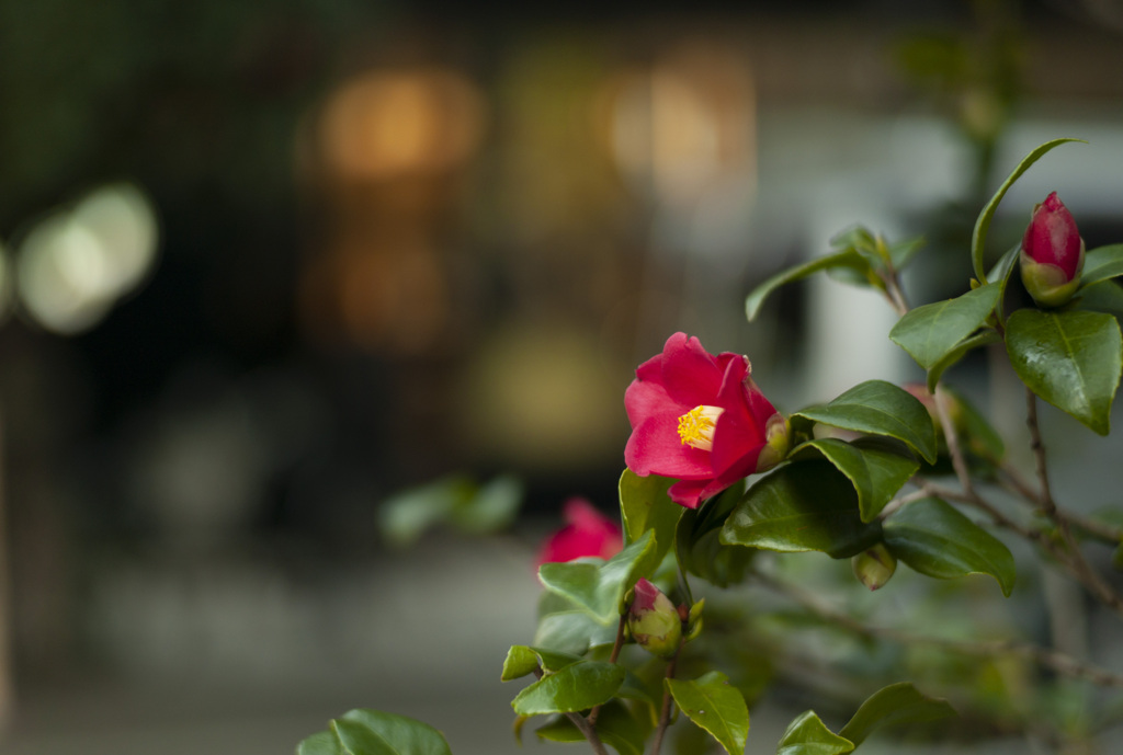 花椿通り