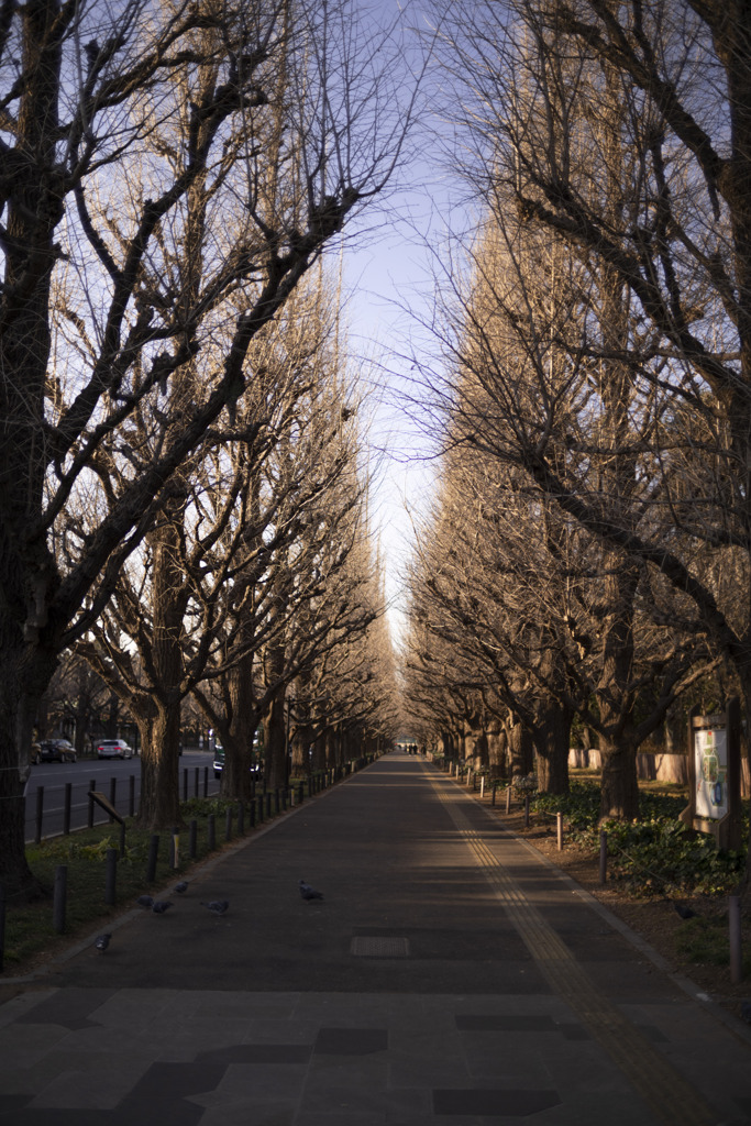 冬の散歩道