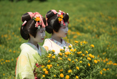 紅花祭り