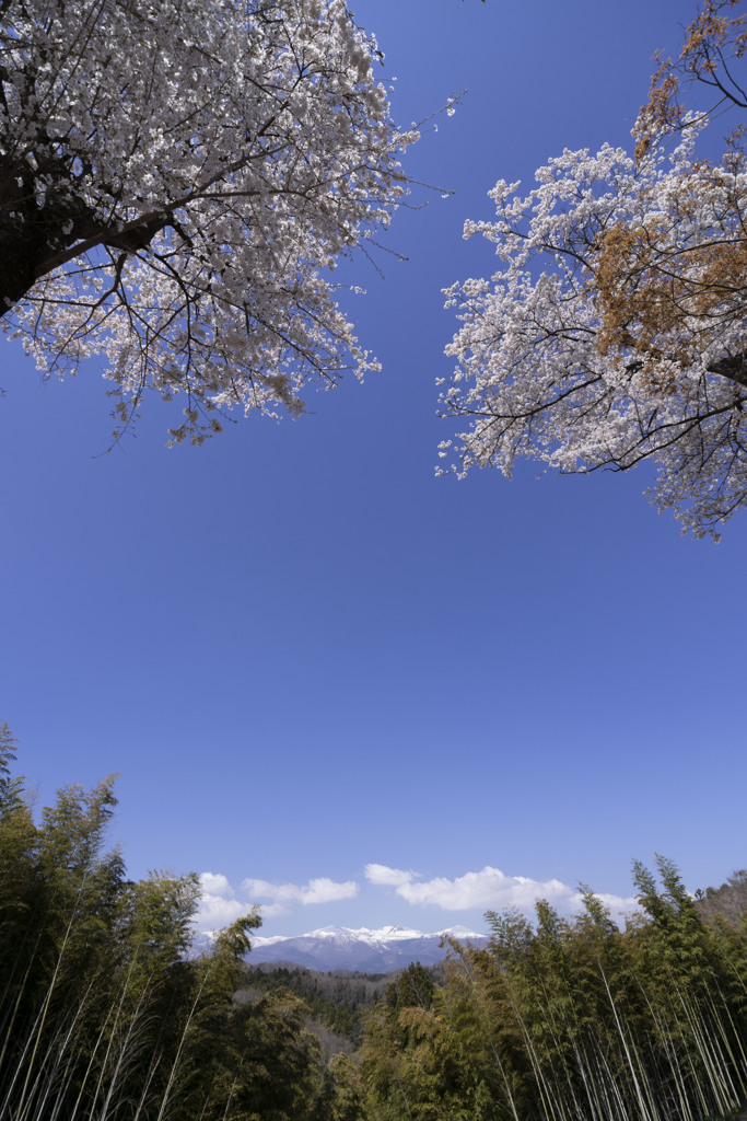 蒼穹に桜