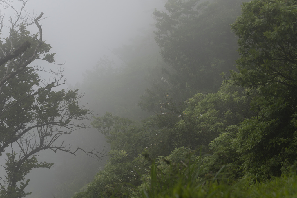 山霧