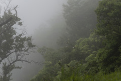 山霧