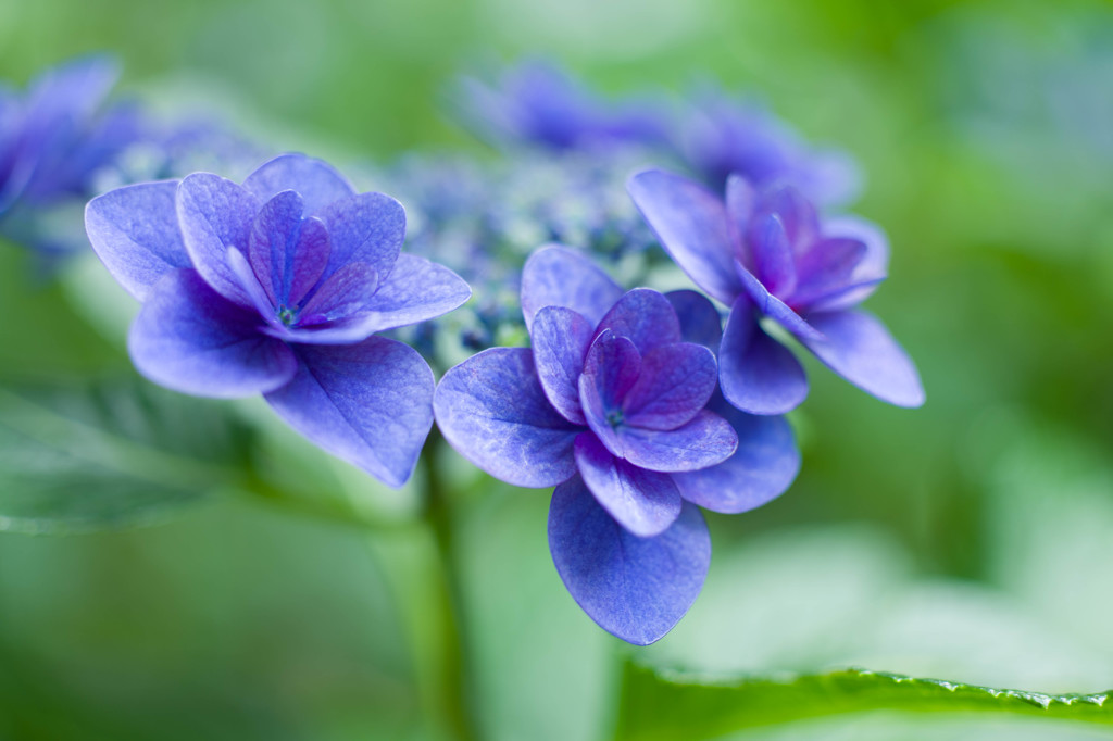 紫陽花