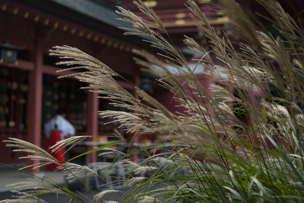 神社のすすき