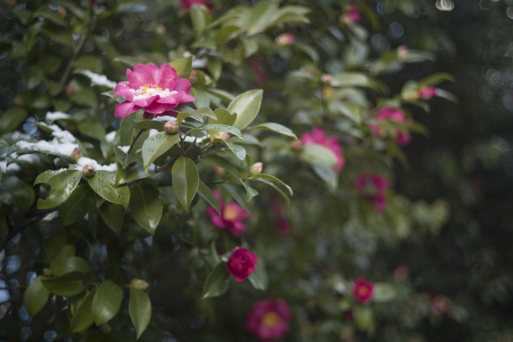 寒山茶花