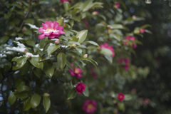 寒山茶花