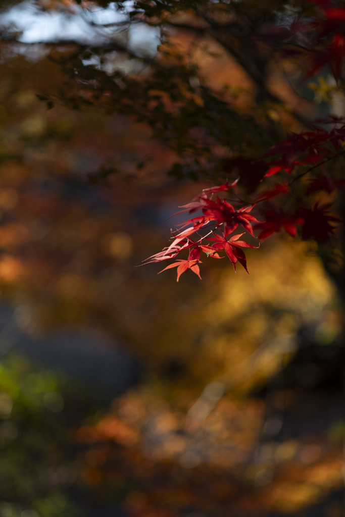 照紅葉