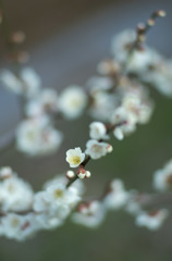 梅