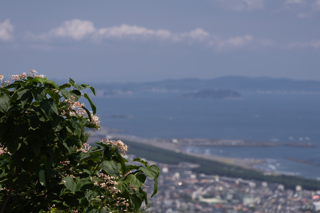 白い花と海