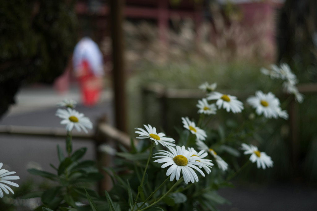 神社の浜菊
