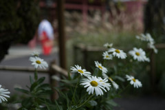 神社の浜菊