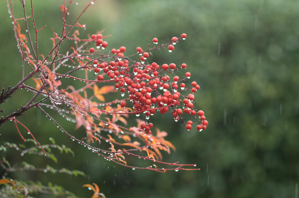 雨　南天