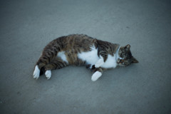 猫