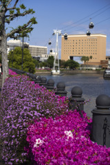 花の横浜