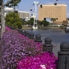 花の横浜