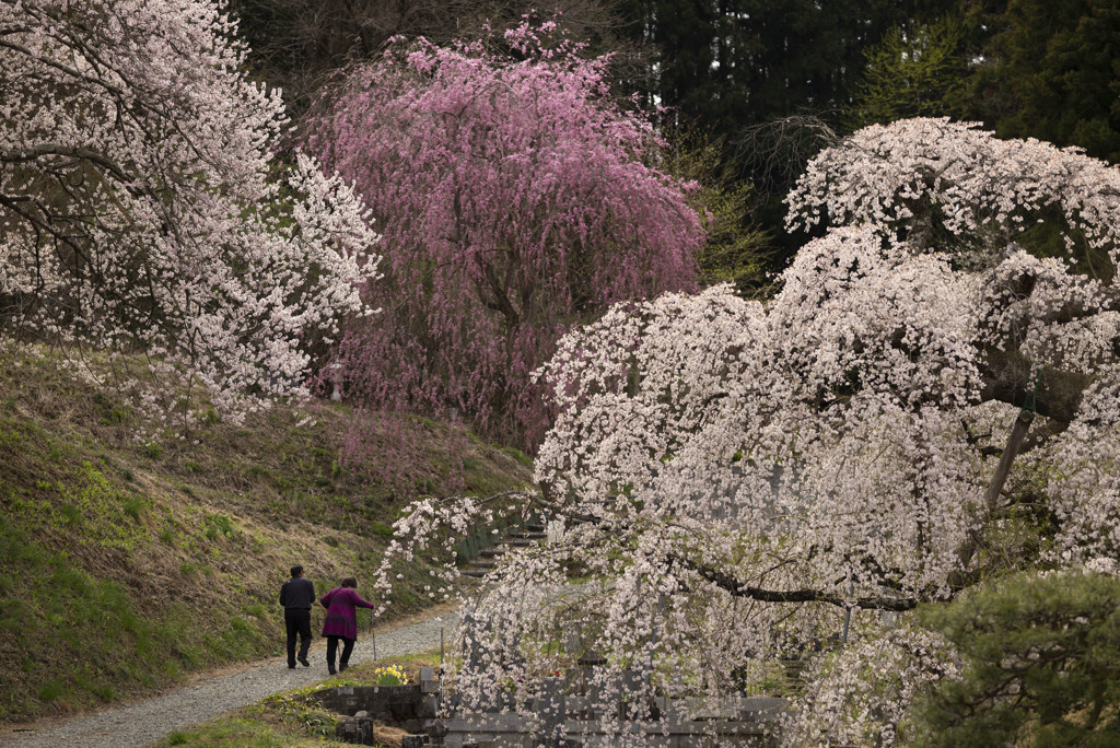 桜道