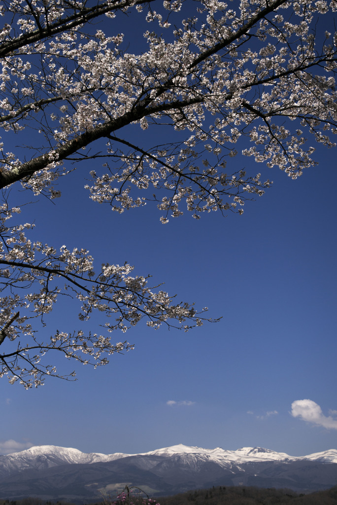 蒼天に桜