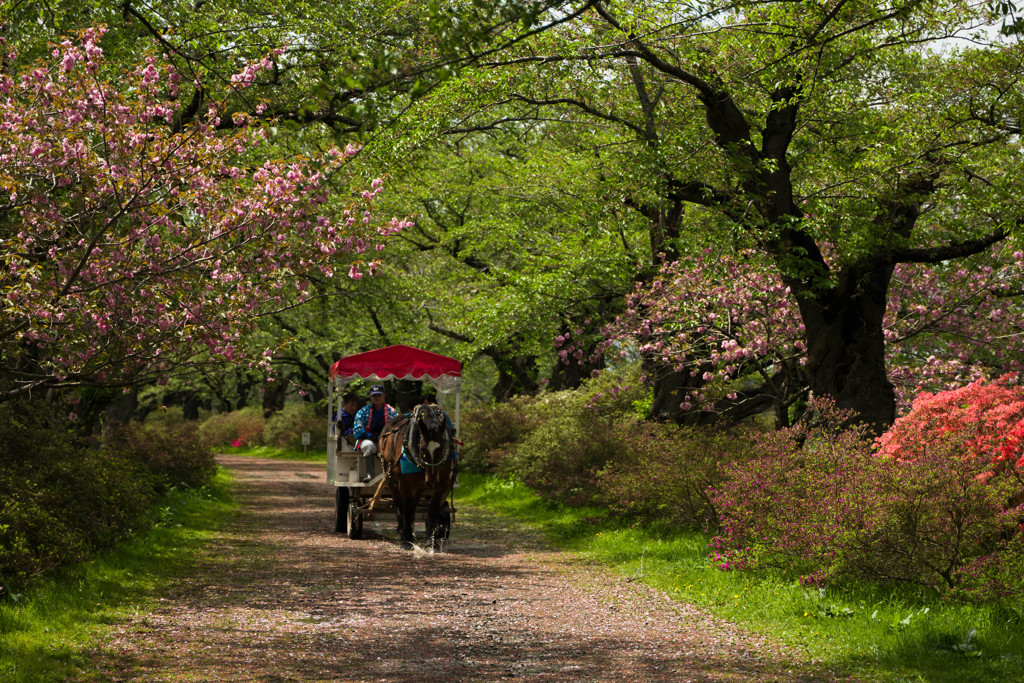 遊覧馬車が行く