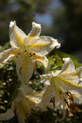 夏の花　ヤマユリ