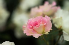 ５月のバラ
