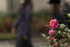 街角の花