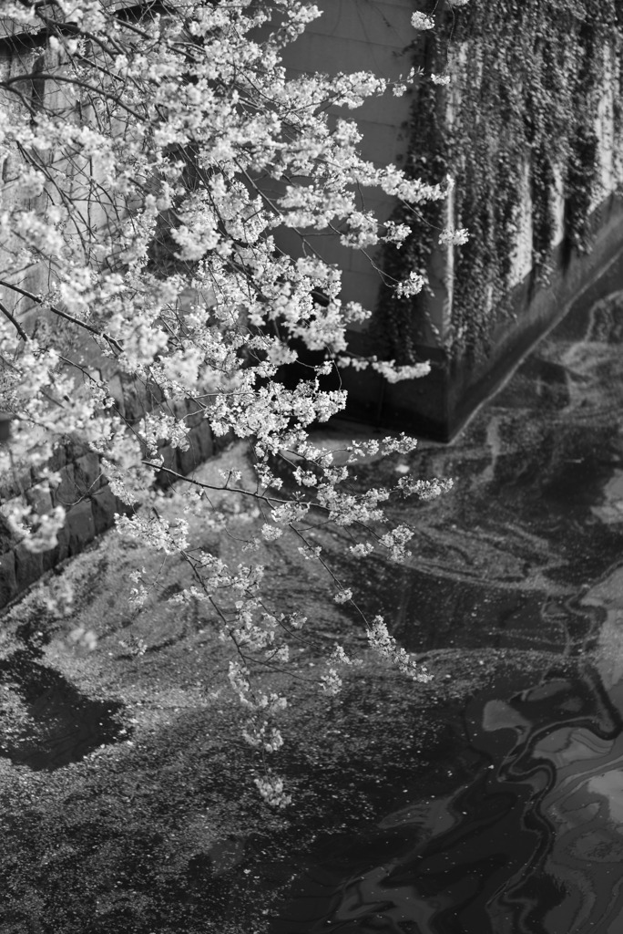 川辺の桜