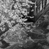 川辺の桜