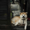 秋田犬