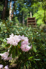 室生寺の5月