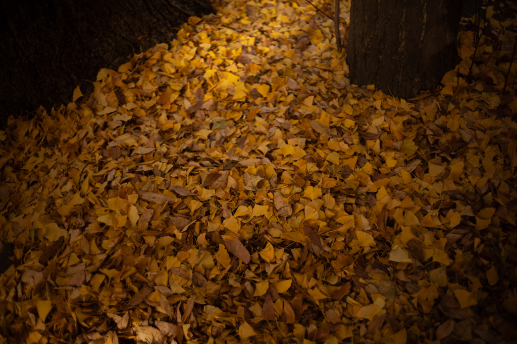 銀杏の葉落ちて