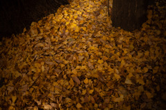 銀杏の葉落ちて