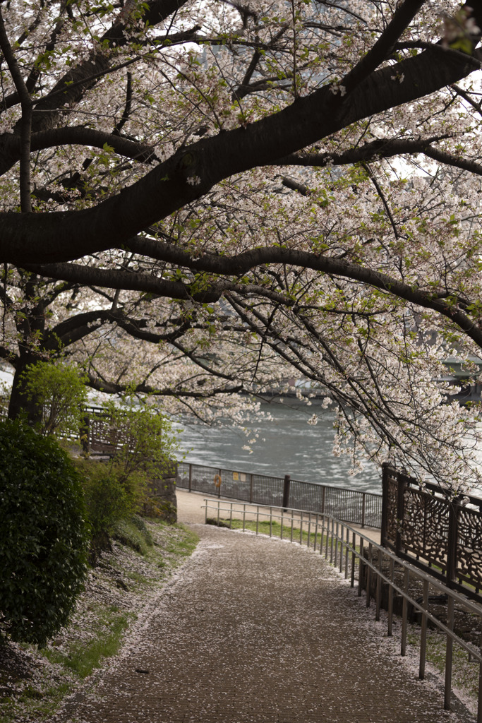 長堤の桜木