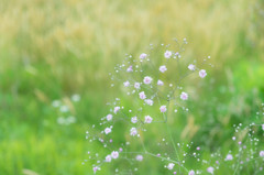野に咲く花　夏