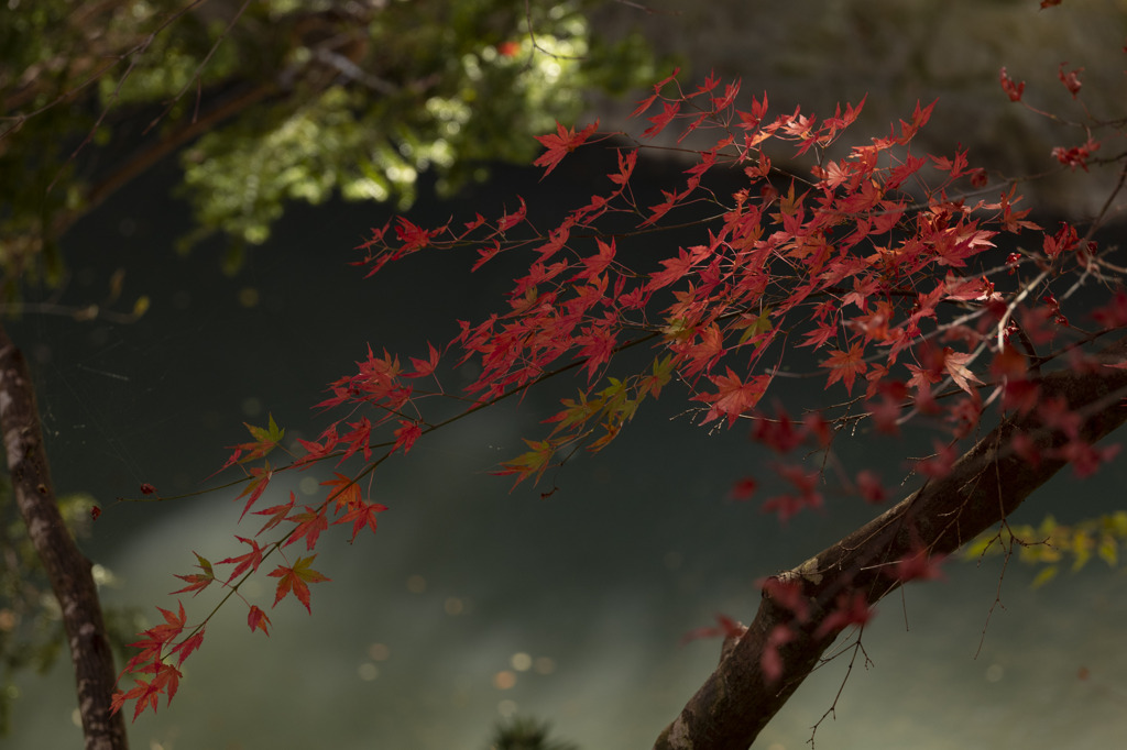 渓谷に映える紅葉