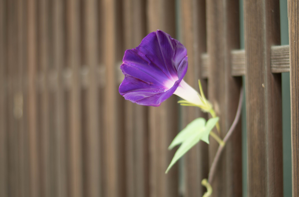 朝顔