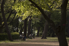 青葉の公園