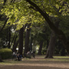 青葉の公園