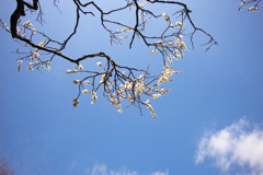 梅が枝
